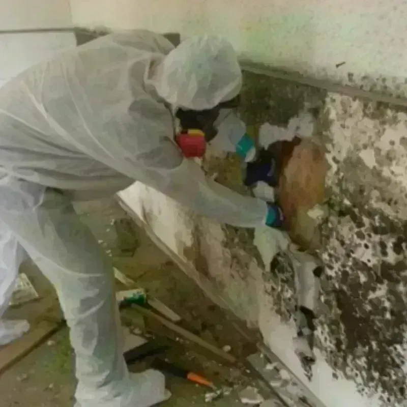 Mold Remediation and Removal in Creston, OH